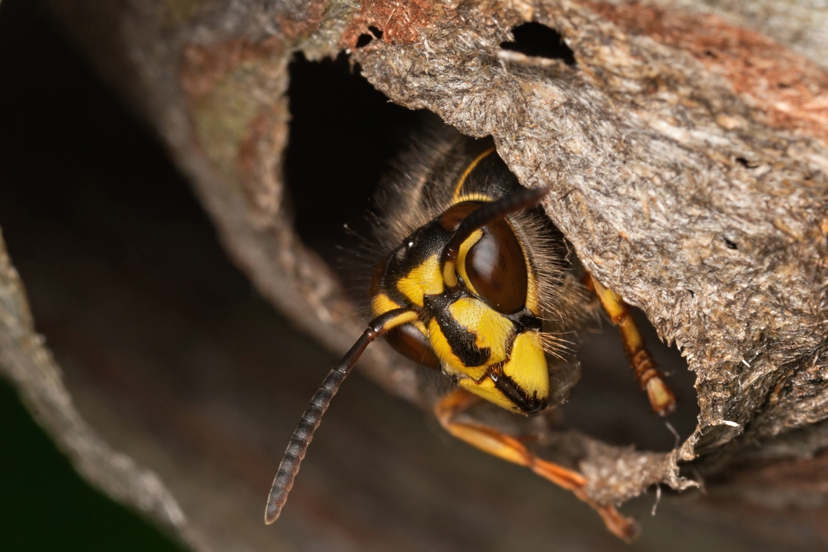 Median Wasp leaving nest